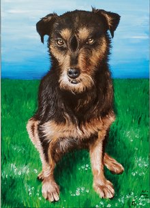 Tierportrait des Hundes KALLI , Auftragsarbeit, 50 x 70 cm, 2021